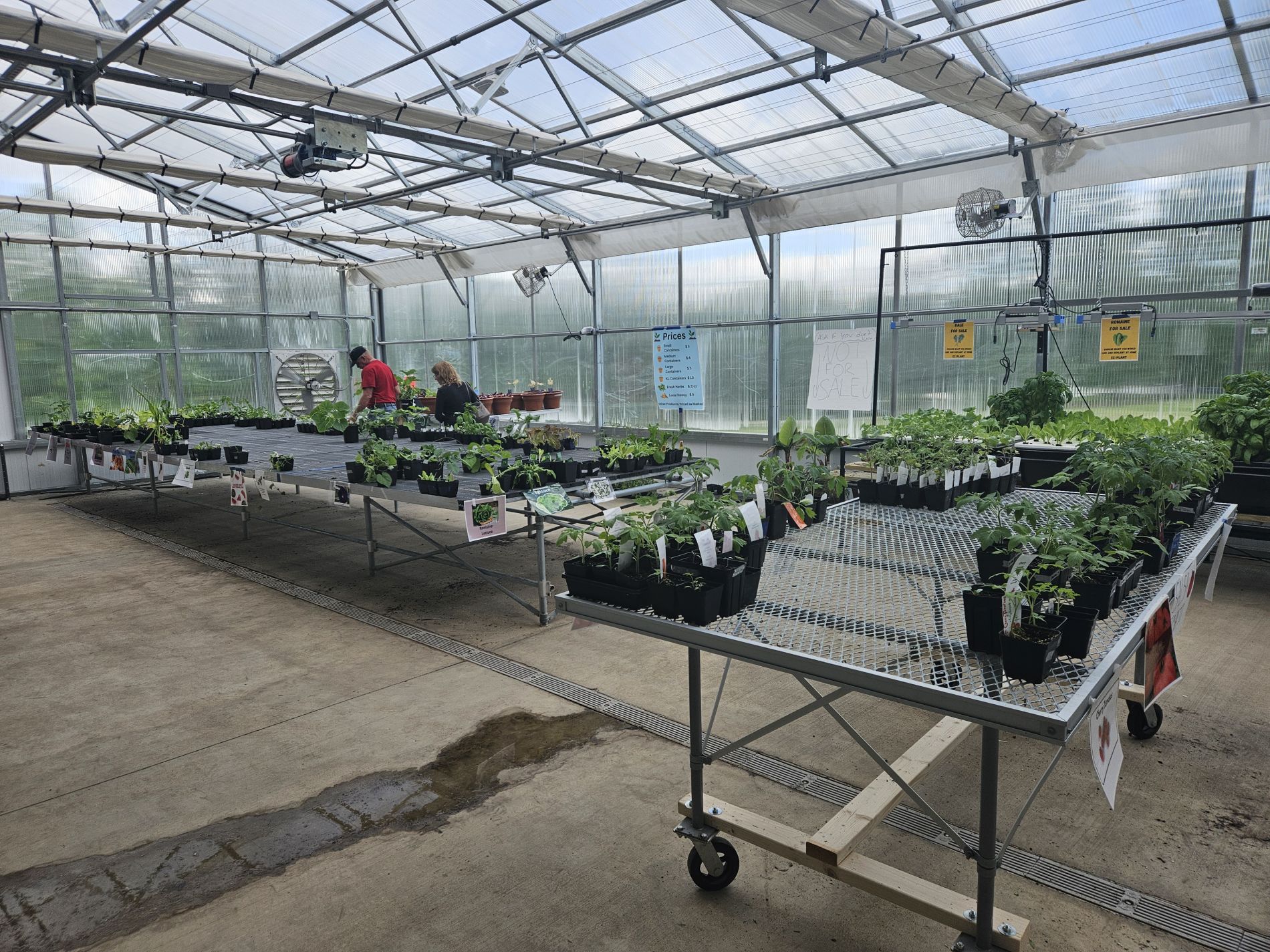 Plants in Greenhouse