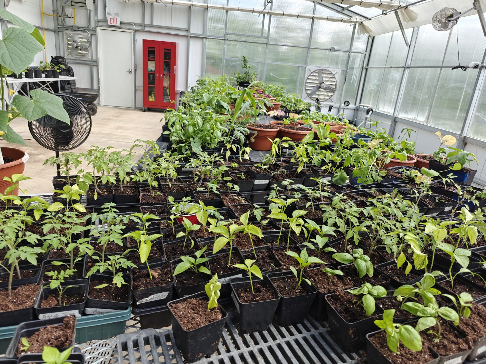 Plants on table