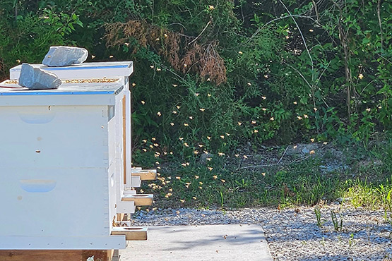 Beehive