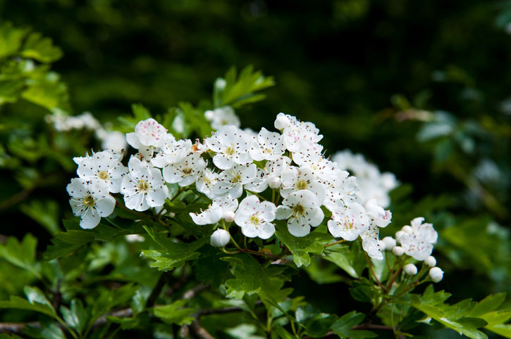 Picture of the Missouri state flower- The White Hawthorn Blossom